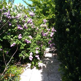 Vadszőlő Apartman Paloznak