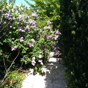 Vadszőlő Apartman Paloznak