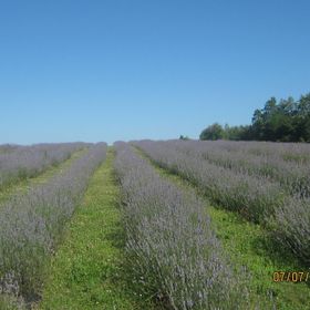 Apartmani Lavanda Rakovica
