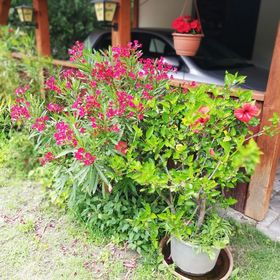 Betyárfogadó Kecskemét