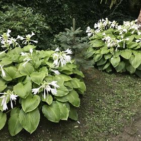 Erdei-lak Faházikó Bélapátfalva
