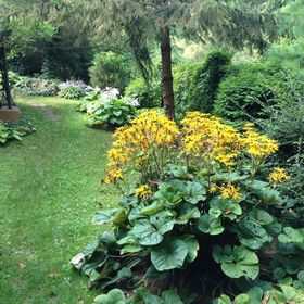 Erdei-lak Faházikó Bélapátfalva