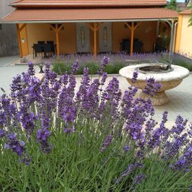 Paradise Apartmanház Eger