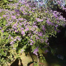 Elizabeth Apartman Siófok