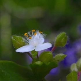Apartments Anita Veli Losinj