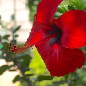 Apartments Anita Veli Losinj