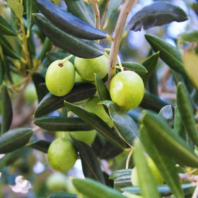 Apartments Bruno Vodice