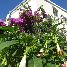 Apartments Branko Okrug Gornji