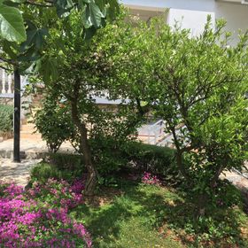 Apartment Vinko Starigrad Paklenica