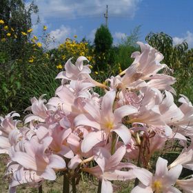 Ilona Vendégház Sümeg