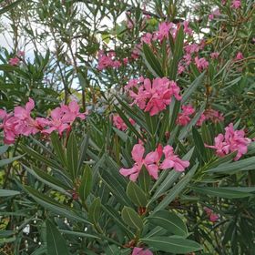 Apartmani Brus Baška