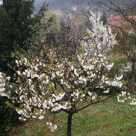 Erdőszéli Házikó Bükkszék