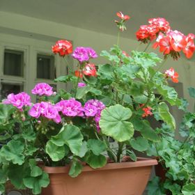 Misu-háza Kerkakutas