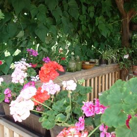 Misu-háza Kerkakutas