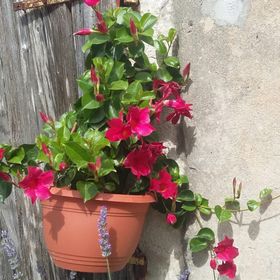 Apartments Suzana Jakisnica