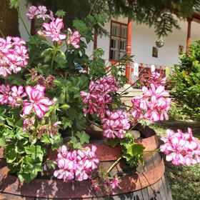 Pitypang Vendégház Szálka