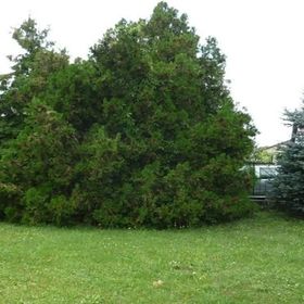 Szegfű Vendégház Jászapáti