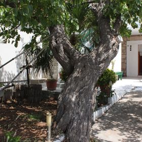 Apartmanok A Tenger Mellett Kali, Ugljan - 8269 Kali