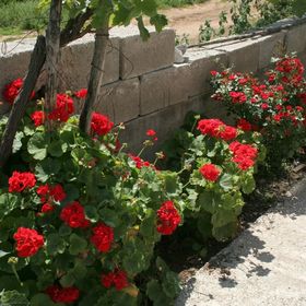 Apartmanok A Tenger Mellett Trpanj, Peljesac - 4510 Trpanj