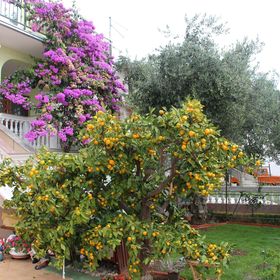 Apartmanok Parkolóhellyel Vodice - 6271