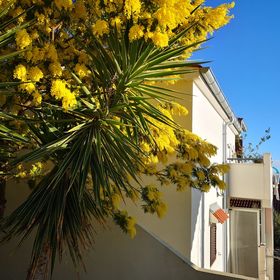 Apartmanok Parkolóhellyel Rukavac, Vis - 8897 Rukavac