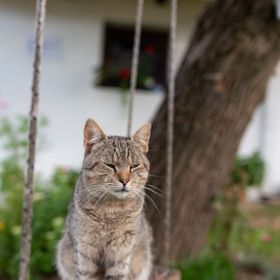 Szarvasszálló Vendégház Magyarszombatfa