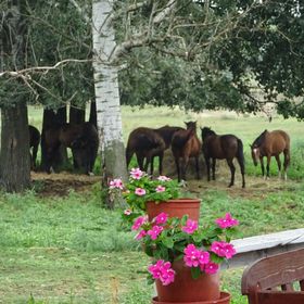 Pejkó Vendégház Csongrád