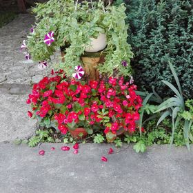 Casa de Oaspeți Kalotaszeg Izvoru Crișului