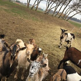 Farkasdomb Tájház és Turisztikai Központ Tiszapüspöki