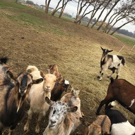 Farkasdomb Tájház és Turisztikai Központ Tiszapüspöki