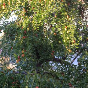 Apartmanok Parkolóhellyel Fazana - 7207 Fažana