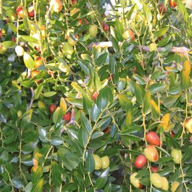 Apartmanok Parkolóhellyel Fazana - 7207 Fažana