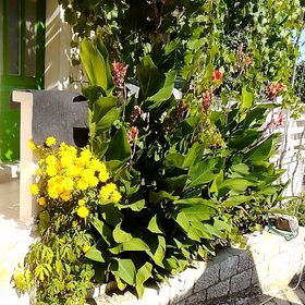 Apartmanok A Tenger Mellett Povlja Brac - 712