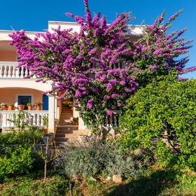 Apartmanok Parkolóhellyel Pasman - 8214 Pašman