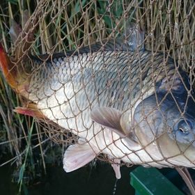 Levendula Apartmanház Gyomaendrőd
