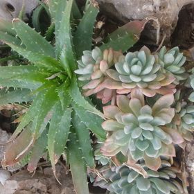 Apartman Mira Trogir