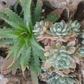 Apartman Mira Trogir