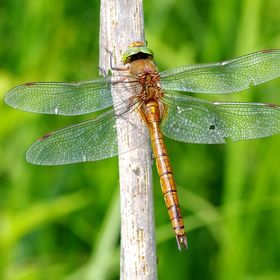 Szitakötő Vendégház Bucsa