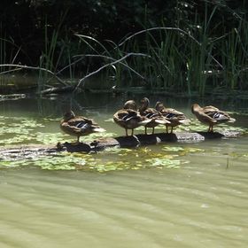 Gyöngyház Apartman Tiszafüred