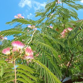 Mátyás Vendégház Füzesgyarmat