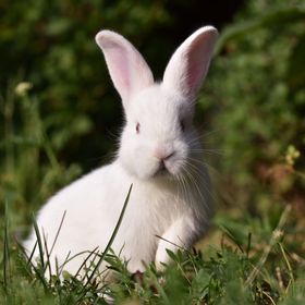 Az Őrségi Boronaház Porta Szalafő