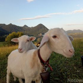 Agroturystyka Pod Zamczyskiem 