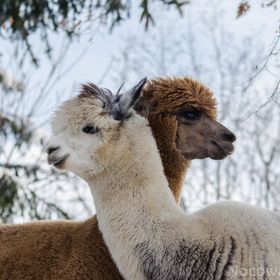 Agroturystyka pod Strażnicą