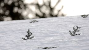 Mistrz świata juniorów zwycięzcą konkursu PK w Vikersund, Tom Hilde znowu drugi