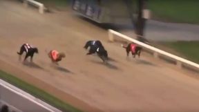 Skandal w wyścigach psów. Zwycięzca nafaszerowany kokainą