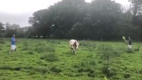 Tenis na łące, krowa robiła za siatkę. To nagranie to hit internetu