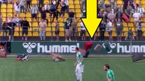 To nie fotomontaż. Niewiarygodne, co zaczęli rzucać na murawę