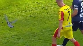 Niecodzienna scena na meczu PKO Ekstraklasy. Gołąb "przerwał" mecz