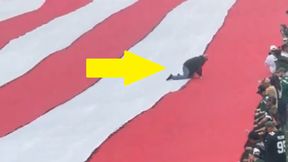 Jak on się tam znalazł?! Nagranie krąży po USA