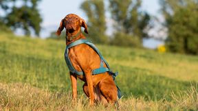 RAW PALEO WARSAW DOG RUN w Warszawie – sportowy dzień przy Centrum Olimpijskim